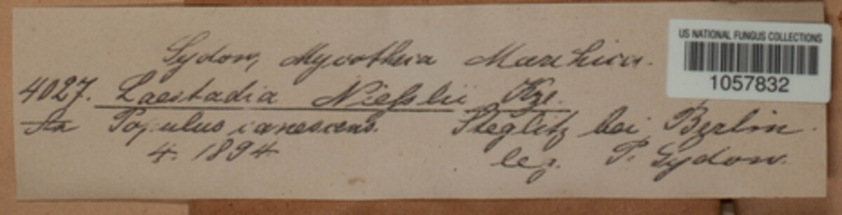 Discosphaerina niesslii image